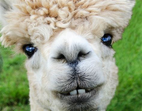 alpaca photos funny